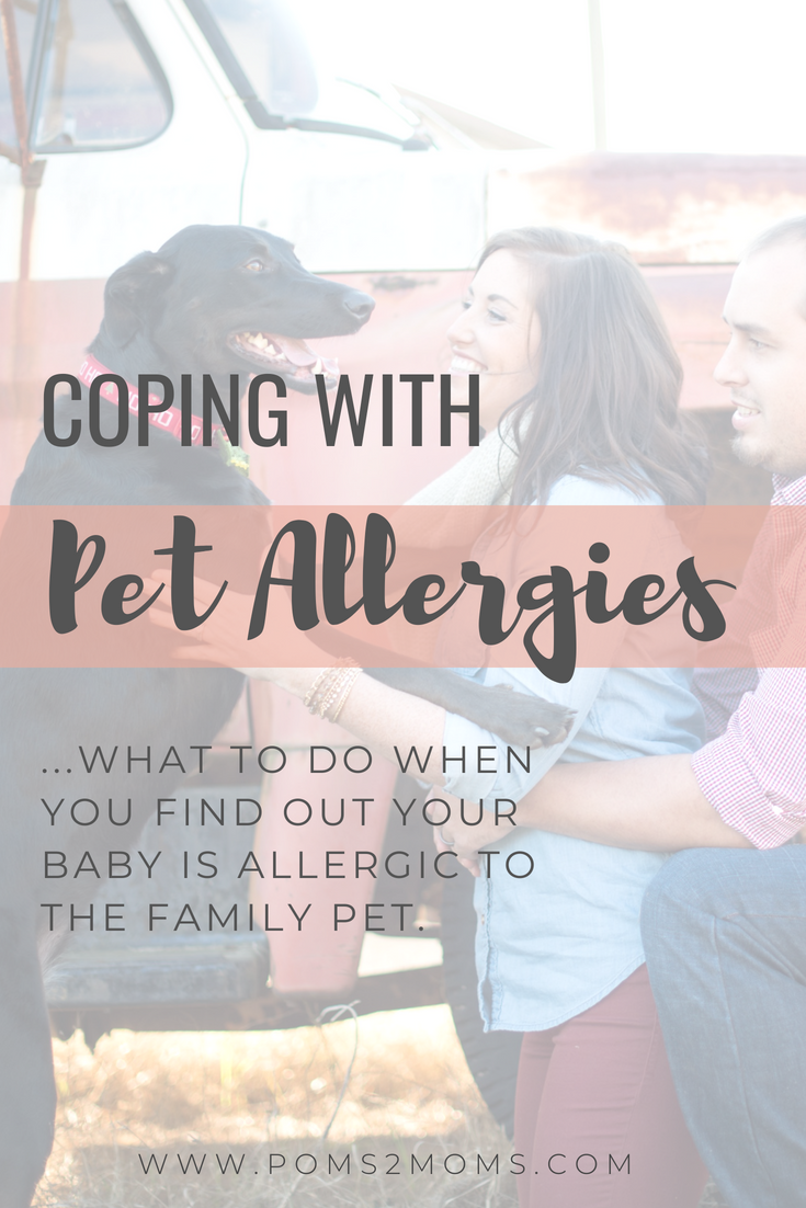 Dog Pet Child Allergies